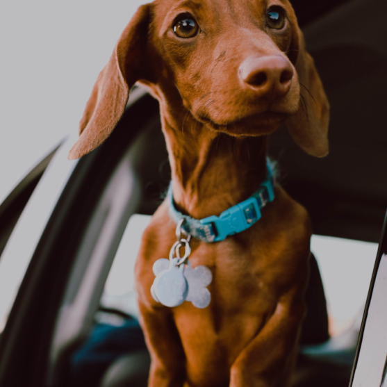 chocolate dachshund outside a car window